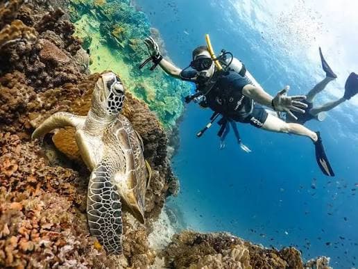 Diving Sea Trip