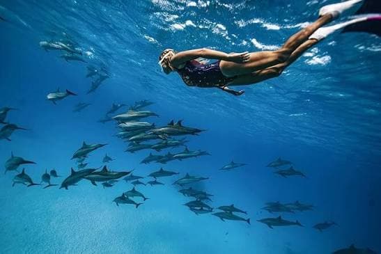 Dolphin House